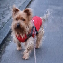FRANKY, Hund, Mischlingshund in Perl - Bild 3