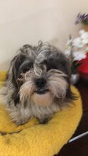 BILBO, Hund, Mischlingshund in Rumänien - Bild 2