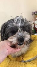 BILBO, Hund, Mischlingshund in Rumänien - Bild 3