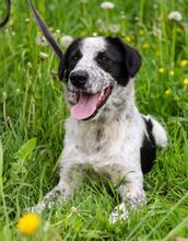 TASJA, Hund, Mischlingshund in Russische Föderation - Bild 1