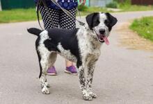 TASJA, Hund, Mischlingshund in Russische Föderation - Bild 14