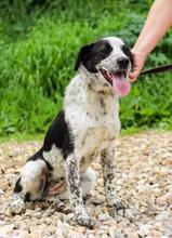 TASJA, Hund, Mischlingshund in Russische Föderation - Bild 15