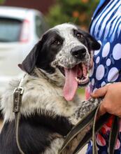 TASJA, Hund, Mischlingshund in Russische Föderation - Bild 3