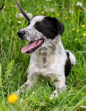 TASJA, Hund, Mischlingshund in Russische Föderation - Bild 4