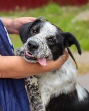 TASJA, Hund, Mischlingshund in Russische Föderation - Bild 7