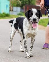 TASJA, Hund, Mischlingshund in Russische Föderation - Bild 8