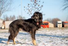 BLACKY, Hund, Mischlingshund in Russische Föderation