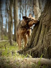 CHANCE, Hund, Mischlingshund in Russische Föderation - Bild 3