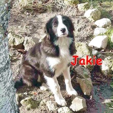JAKIE, Hund, Mischlingshund in Bulgarien