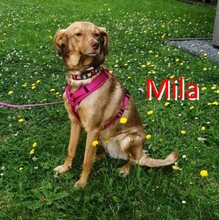 MILA, Hund, Mischlingshund in Bulgarien