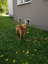 MILA, Hund, Mischlingshund in Mülheim - Bild 4