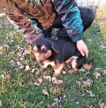 DOLLY, Hund, Mischlingshund in Rumänien
