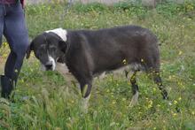 SANSA, Hund, Herdenschutzhund-Mix in Spanien - Bild 3