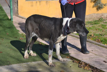 SANSA, Hund, Herdenschutzhund-Mix in Spanien - Bild 4
