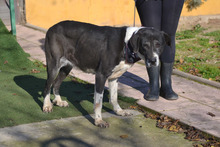 SANSA, Hund, Herdenschutzhund-Mix in Spanien - Bild 5