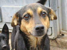 BRUNA, Hund, Mischlingshund in Rumänien