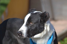 SILO, Hund, Mischlingshund in Spanien - Bild 3