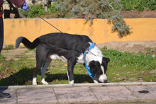 SILO, Hund, Mischlingshund in Spanien - Bild 4