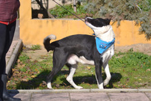 SILO, Hund, Mischlingshund in Spanien - Bild 6
