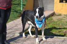 SILO, Hund, Mischlingshund in Spanien - Bild 8