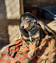 CHERNJO, Hund, Mischlingshund in Bulgarien