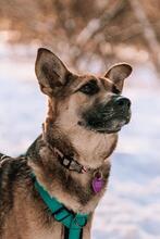 KERSTIN, Hund, Mischlingshund in Russische Föderation - Bild 1