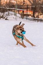 KERSTIN, Hund, Mischlingshund in Russische Föderation - Bild 10