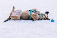 KERSTIN, Hund, Mischlingshund in Russische Föderation - Bild 13