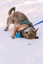 KERSTIN, Hund, Mischlingshund in Russische Föderation - Bild 4
