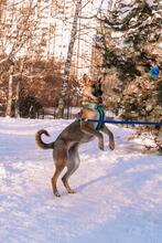 KERSTIN, Hund, Mischlingshund in Russische Föderation - Bild 7