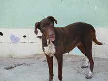 AITANA, Hund, Mischlingshund in Spanien - Bild 2