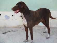 AITANA, Hund, Mischlingshund in Spanien - Bild 5