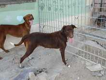 AITANA, Hund, Mischlingshund in Spanien - Bild 8