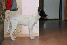 JONNY, Hund, Mischlingshund in Russische Föderation - Bild 10