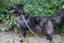 BLACKY, Hund, Mischlingshund in Russische Föderation - Bild 10