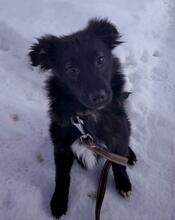 BLACKY, Hund, Mischlingshund in Russische Föderation - Bild 13