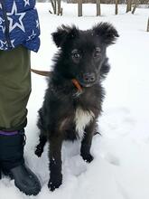 BLACKY, Hund, Mischlingshund in Russische Föderation - Bild 14