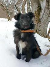 BLACKY, Hund, Mischlingshund in Russische Föderation - Bild 15