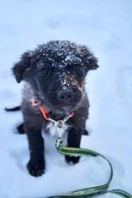BLACKY, Hund, Mischlingshund in Russische Föderation - Bild 16