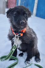BLACKY, Hund, Mischlingshund in Russische Föderation - Bild 18