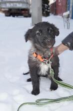 BLACKY, Hund, Mischlingshund in Russische Föderation - Bild 19