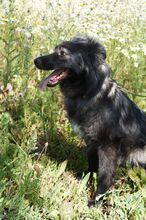 BLACKY, Hund, Mischlingshund in Russische Föderation - Bild 2
