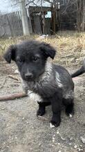 BLACKY, Hund, Mischlingshund in Russische Föderation - Bild 21