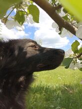 BLACKY, Hund, Mischlingshund in Russische Föderation - Bild 3
