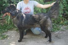 BLACKY, Hund, Mischlingshund in Russische Föderation - Bild 4