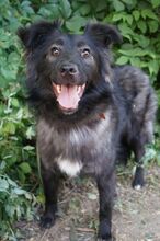 BLACKY, Hund, Mischlingshund in Russische Föderation - Bild 5