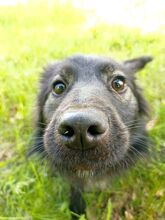 BLACKY, Hund, Mischlingshund in Russische Föderation - Bild 6