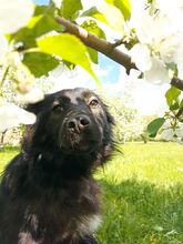 BLACKY, Hund, Mischlingshund in Russische Föderation - Bild 8