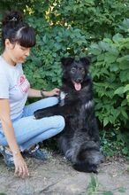 BLACKY, Hund, Mischlingshund in Russische Föderation - Bild 9