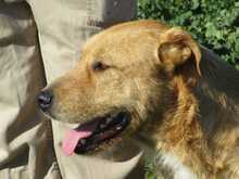 ANTHONY, Hund, Mischlingshund in Spanien - Bild 10